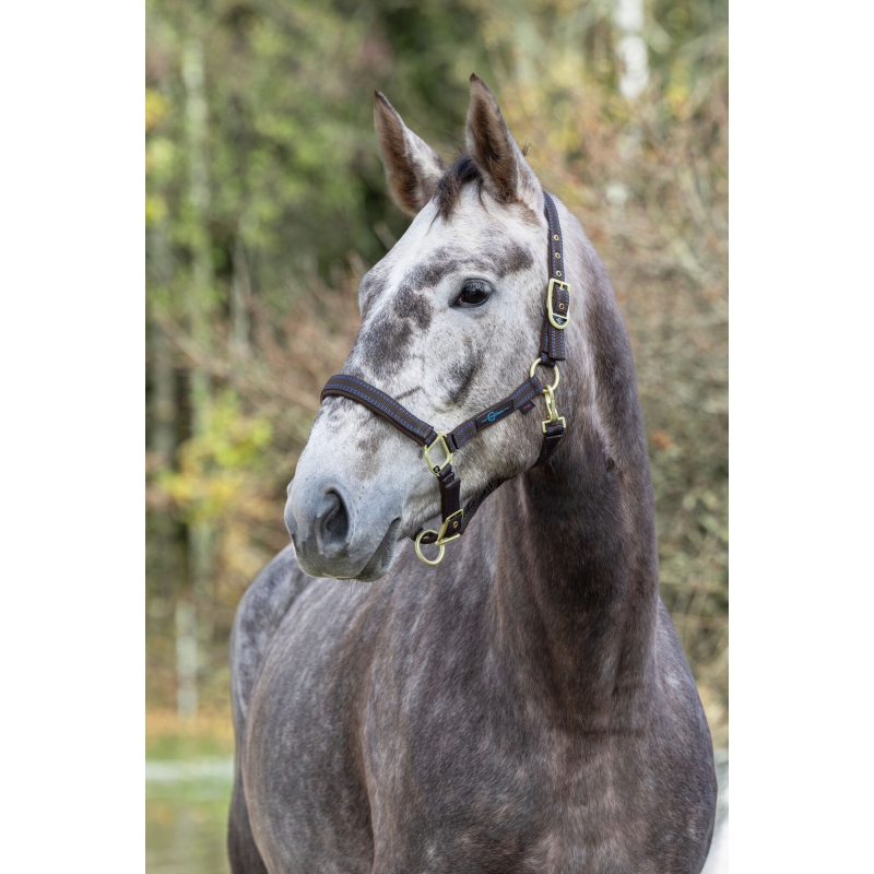 3228183 - Horse Halter Royal brown/light blue, Foal - KERBL - Agrodieren.be - 3228183