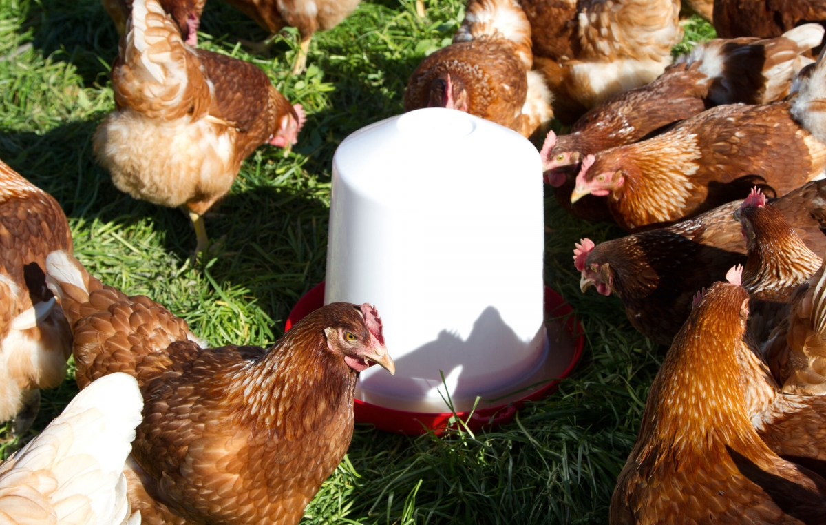 lood Interesseren gouden Kunststof-drinkbak 10 l voor kuikens en kippen | Webshop Agrodieren