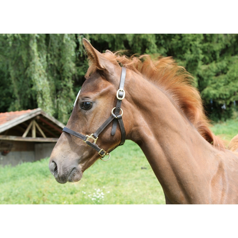 Licol Eco foal - 327040