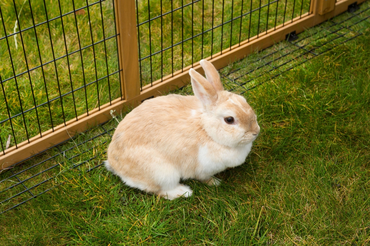 Melodieus verantwoordelijkheid zitten Knaagdierren konijnenren buitenren met plastic dak uitbreekblokk.  220x115x75cm | Webshop Agrodieren