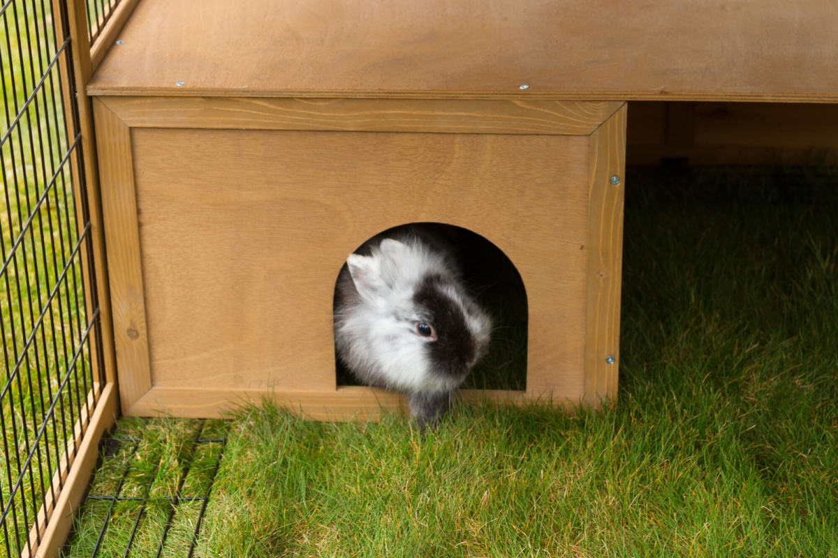 Knaagdierren konijnenren buitenren met plastic dak uitbreekblokk. 220x115x75cm